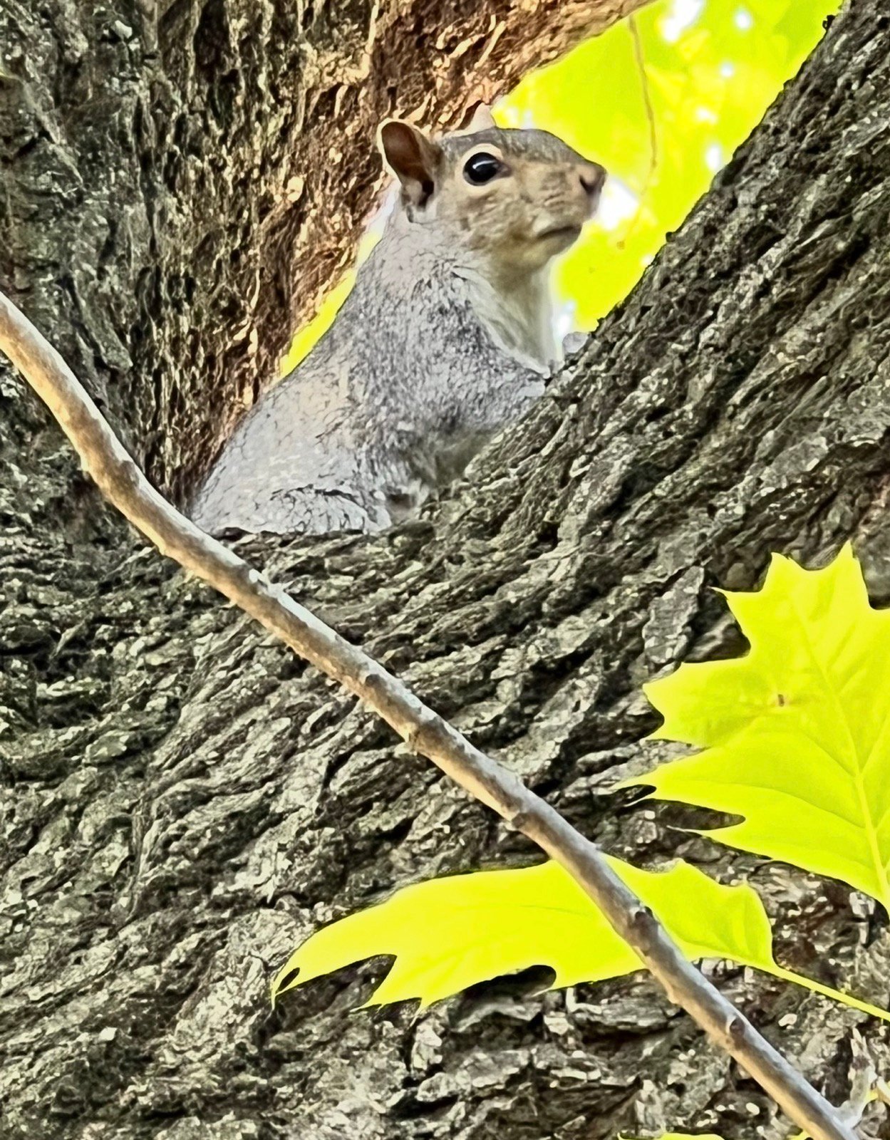 An alert squirrel watching from between the branches of a tree