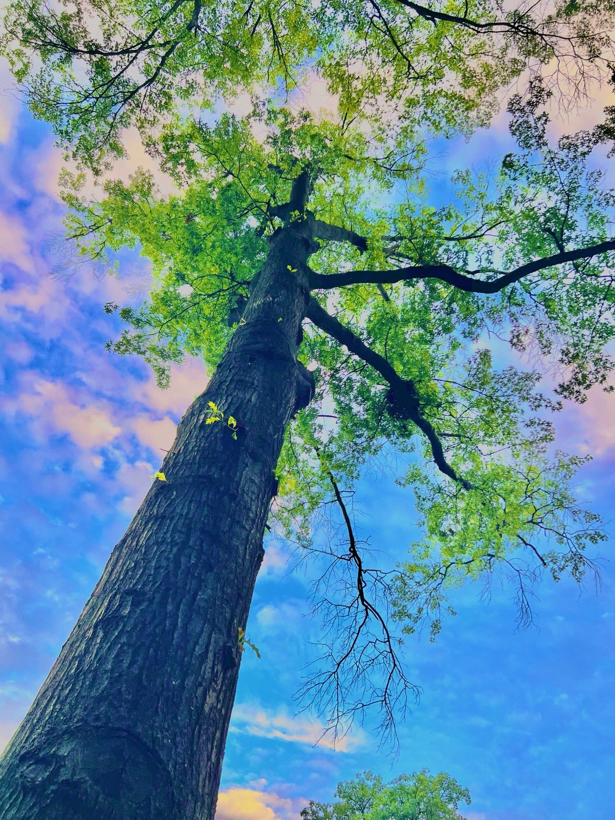 A strong tree rising toward an open sky, symbolizing rooted faith, endurance and prayer